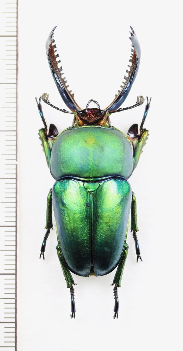 画像1: クワガタムシの一種　Lamprima adolphinae　♂51.1mm　インドネシア(ニューギニア島)