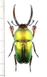 クワガタムシの一種　Lamprima adolphinae　♂51.5mm　インドネシア(ニューギニア島)