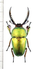 クワガタムシの一種　Lamprima adolphinae　♂49.5mm　インドネシア(ニューギニア島)