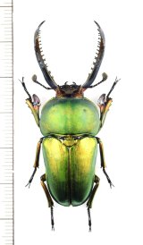 クワガタムシの一種　Lamprima adolphinae　♂51.8mm　インドネシア(ニューギニア島)