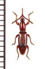 ミツギリゾウムシの一種　Brentidae species　ベトナム北東部