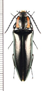 コメツキムシの一種　Campsosternus sp.　♂　 中国（雲南省）