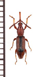 ミツギリゾウムシの一種　Brentidae species　ベトナム北東部