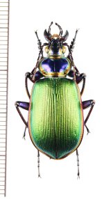 オサムシの一種　Calosoma scrutator　♂　アメリカ合衆国