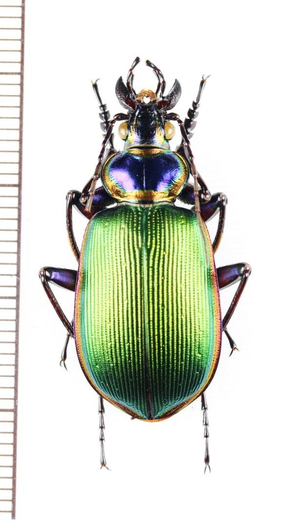 画像1: オサムシの一種　Calosoma scrutator　♂　アメリカ合衆国