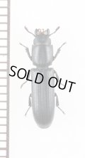 コクヌストの一種　Trogossitidae species　ミャンマー