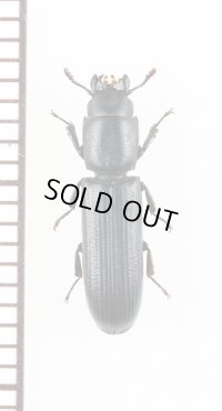 コクヌストの一種　Trogossitidae species　ミャンマー