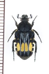 キボシエグリハナムグリの一種　Pleuronota allardi　♀　インドネシア（ボルネオ島）