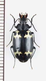 キノコゴミムシの一種　Lioptera sp.　ベトナム北東部