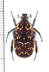 シロテンハナムグリの一種　Protaetia candezei　♂　インドネシア（スンバ島）