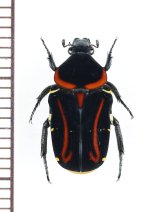 クロハナムグリの一種　Glycyphana lasciva　♀　インドネシア（スラウェシ島）