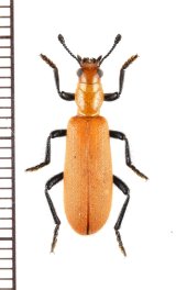 カッコウムシの一種　Cleridae species　ジンバブエ