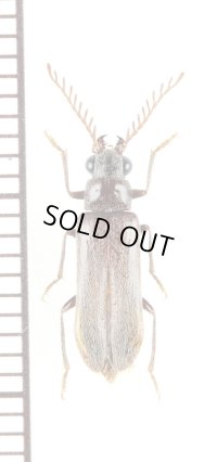 Karumiidaeの一種　Karumiidae species　ジブチ