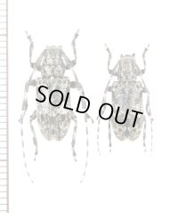 ヤクシマカタシロゴマフカミキリ　ペア　屋久島