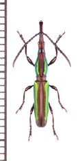 ミツギリゾウムシの一種　Brentidae species　 ブラジル