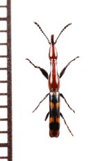 ミツギリゾウムシの一種　Brentidae species　 ブラジル