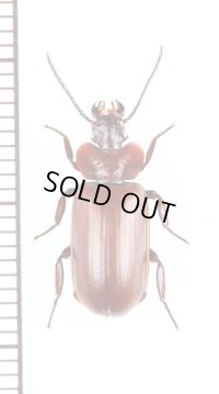 エグリゴミムシの一種　Physea sp.　ブラジル