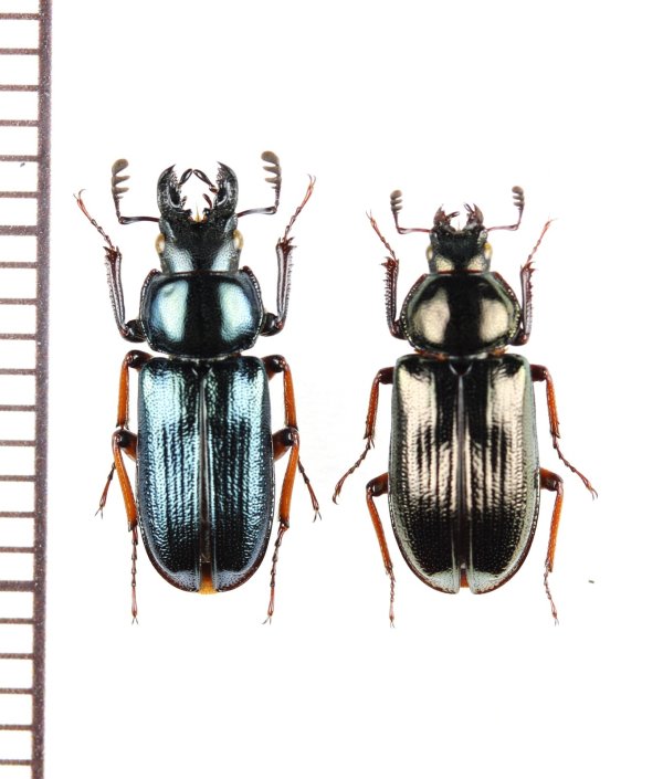 画像1: ウンゼンルリクワガタ　ペア　五家原岳（長崎県・大村市）