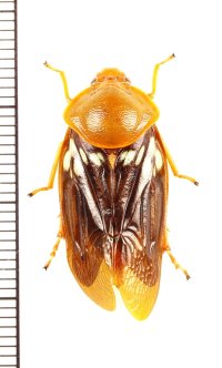 コガシラアワフキの一種　Cercopidae species　♀　マレーシア（ボルネオ島）