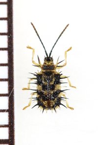 トゲハムシの一種　Hispinae species　 ベトナム南部