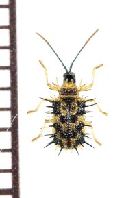 トゲハムシの一種　Hispinae species　 ベトナム南部