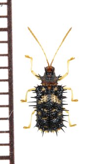 トゲハムシの一種　Hispinae species　 ベトナム南部