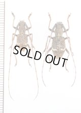 ヤクシマコブヤハズカミキリ　ペア　屋久島
