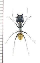 アリの一種　Formicidae species　♀   ベトナム中部