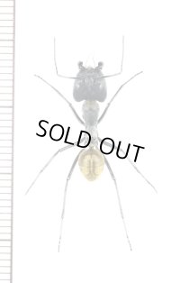 アリの一種　Formicidae species　♀   ベトナム中部
