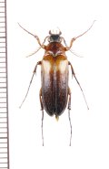 クシヒゲムシダマシの一種　Cebriorhipis sp.　♂　インドネシア（バリ島）