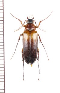 クシヒゲムシダマシの一種　Cebriorhipis sp.　♂　インドネシア（バリ島）