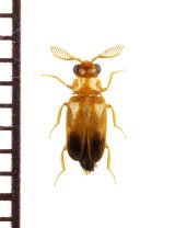 クシヒゲホタルモドキの一種　Drilidae species　ジブチ