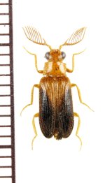 クシヒゲホタルモドキの一種　Drilidae species　オマーン