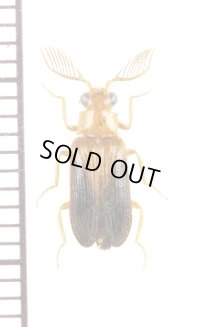 クシヒゲホタルモドキの一種　Drilidae species　オマーン