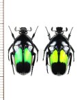 ホソカナブンの一種　Dicheros modestus　ペア　インドネシア（スラウェシ島）