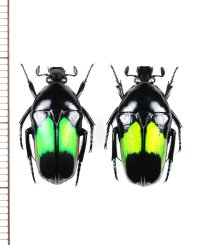 ホソカナブンの一種　Dicheros modestus　ペア　インドネシア（スラウェシ島）