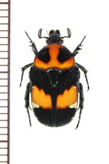 コアオハナムグリの一種　Gametis bealiae　♀　ラオス