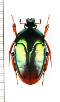 ノコバカナブンの一種　 Mycterophallus dichropus　♀　パプアニューギニア（ニューギニア島）
