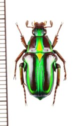 スジツヤハナムグリの一種　Pygora lenocinia　♀　 マダガスカル