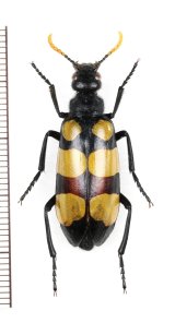 ツチハンミョウの一種　Meloidae species　南アフリカ