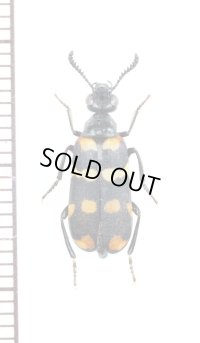 ツチハンミョウの一種　．Meloidae species　ナミビア