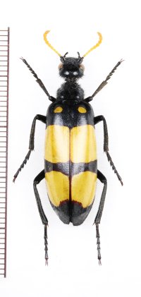 ツチハンミョウの一種　Meloidae species　南アフリカ