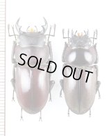 ヤエヤマコクワガタ　大型ペア　♂31.3mm♀27.4mm　西表島