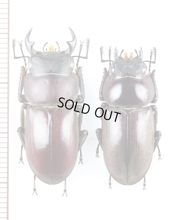 画像1: ヤエヤマコクワガタ　大型ペア　♂31.3mm♀27.4mm　西表島