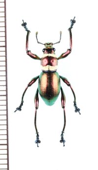 カタゾウムシの一種 　Pachyrhynchus subamabilis　♂　フィリピン(ミンダナオ島)