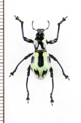 カタゾウムシの一種　Pachyrhynchus halconensis　フィリピン(ミンドロ島)