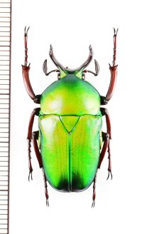 ソリツノアオカナブン　Cyphonocephalus olivaceus　♂　インド