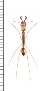 アリの一種　Formicidae species　♀　フィリピン(ミンダナオ島)