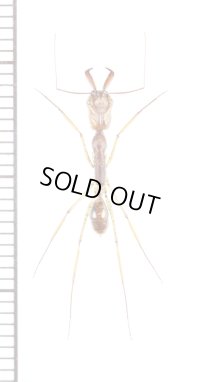 アリの一種　Formicidae species　♀　フィリピン(ミンダナオ島)