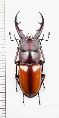 オキノエラブノコギリクワガタ　♂54mm　沖永良部島